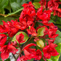 Red Bougainvillea Flower Seeds for Planting