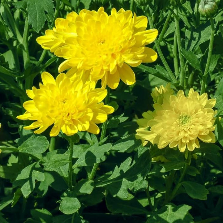 Light Yellow Chrysanthemum Flower seeds for Planting - Wildflower Mix, Heirloom & GMO Free Seeds for Home Garden