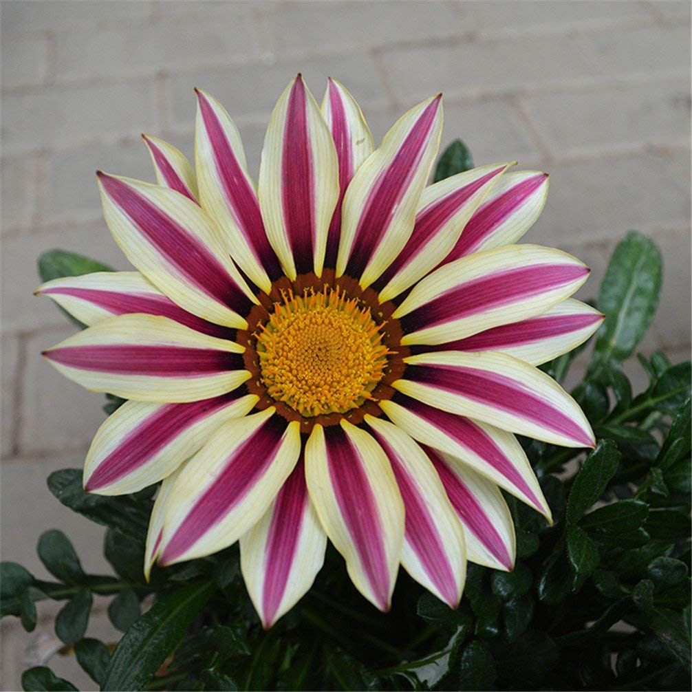 White Purple Gazania Seeds for Planting  Vibrant Annual Flower Seeds