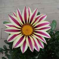 White Purple Gazania Seeds for Planting  Vibrant Annual Flower Seeds