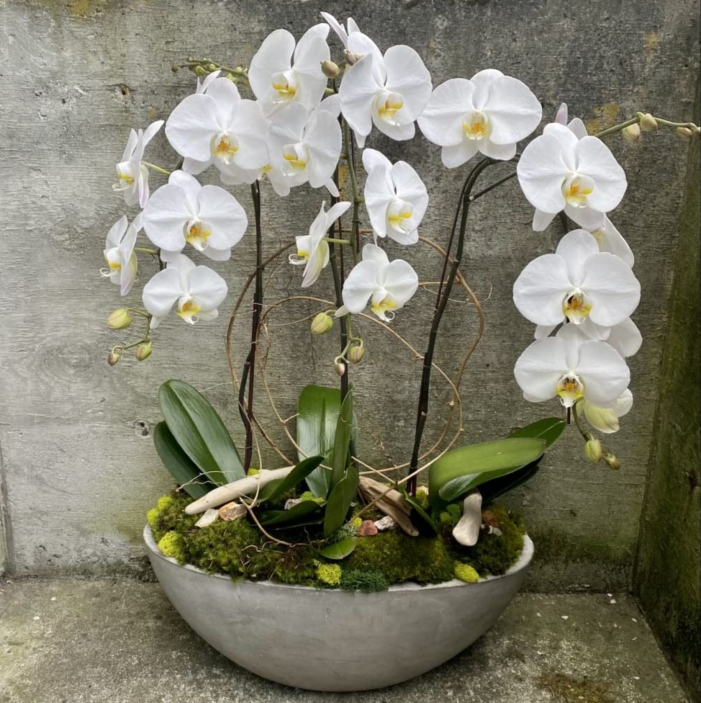 Phalaenopsis Orchid Flower seeds for Planting Premium Quality Heirloom & GMO Free Seeds for Home Garden
