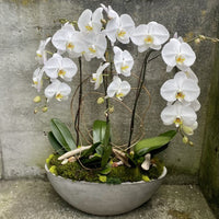 Phalaenopsis Orchid Flower seeds for Planting Premium Quality Heirloom & GMO Free Seeds for Home Garden