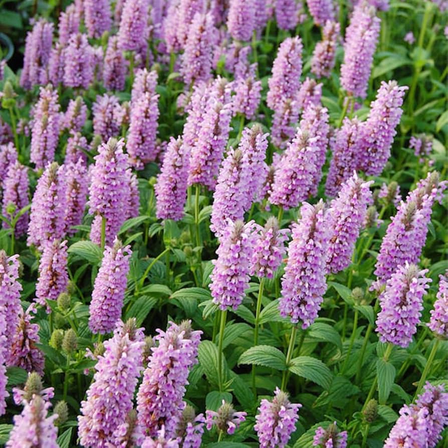 Heirloom Nepeta Flower seeds for Planting Fragrant Blossoms Heirloom & GMO Free Seeds for Home Garden