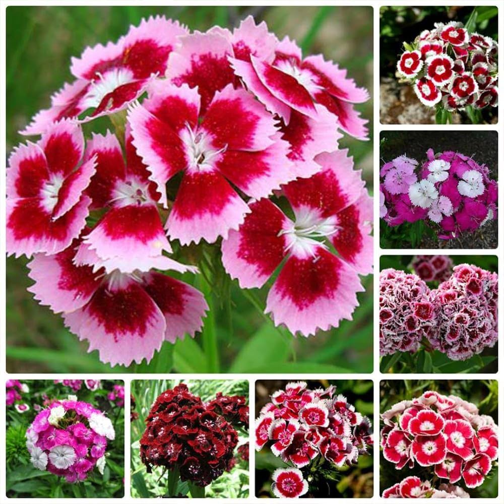 Mixed Barbatus Flower Seeds for Vibrant Planting