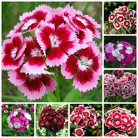 Mixed Barbatus Flower Seeds for Vibrant Planting