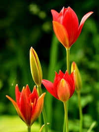 Sprengeri Flower seeds for Planting Perfect for Borders Heirloom & GMO Free Seeds for Home Garden