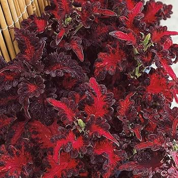 Deep Red Dragon Coleus for Planting Colorful Display Heirloom & GMO Free Seeds for Home Garden
 
 Sale