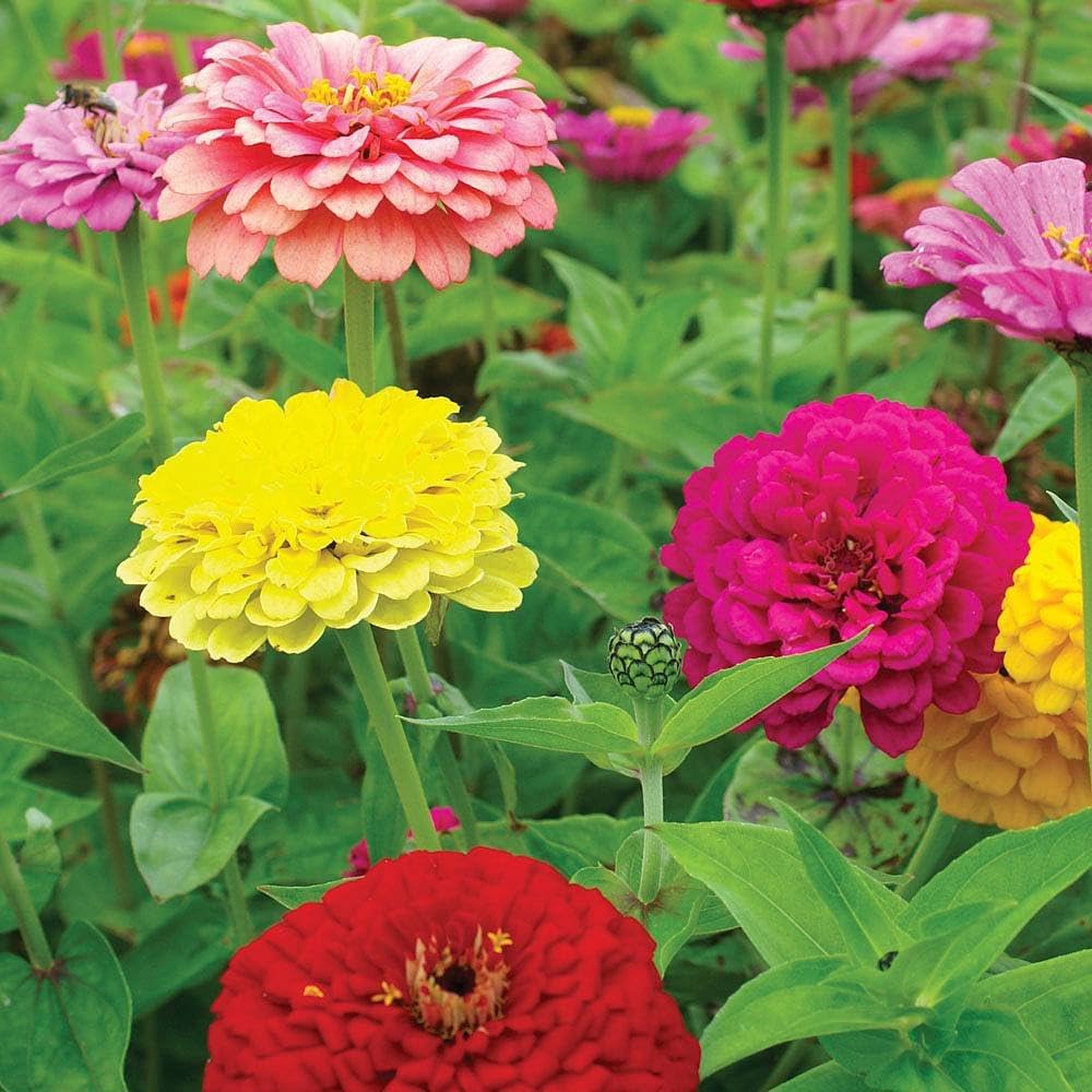 Zinnia Mix Elegans Semi Seeds for Planting flower bed