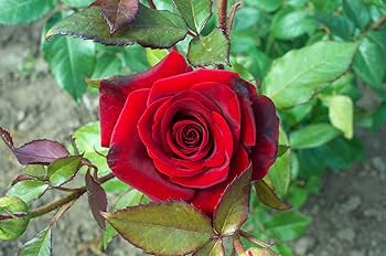 Dark Red Germany Rose Flower Seeds for Planting Heirloom NONGMO Easy to Grow Garden Blooms 
 
 Sale
