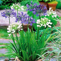 Mix Agapanthus Flower Planting Seeds - Vibrant Perennial Seeds for a Beautiful Garden