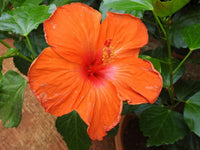 Hibiscus Flower seeds for Planting Long Bloom Season Heirloom & GMO Free Seeds for Home Garden