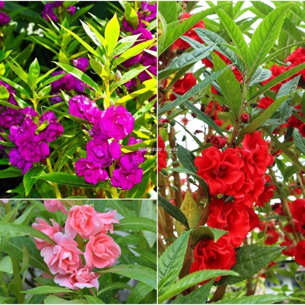 Pink EveningScented Home Garden Flower Seeds for Planting Vibrant Colors Heirloom & GMO Free Seeds for Home Garden
 
 Sale