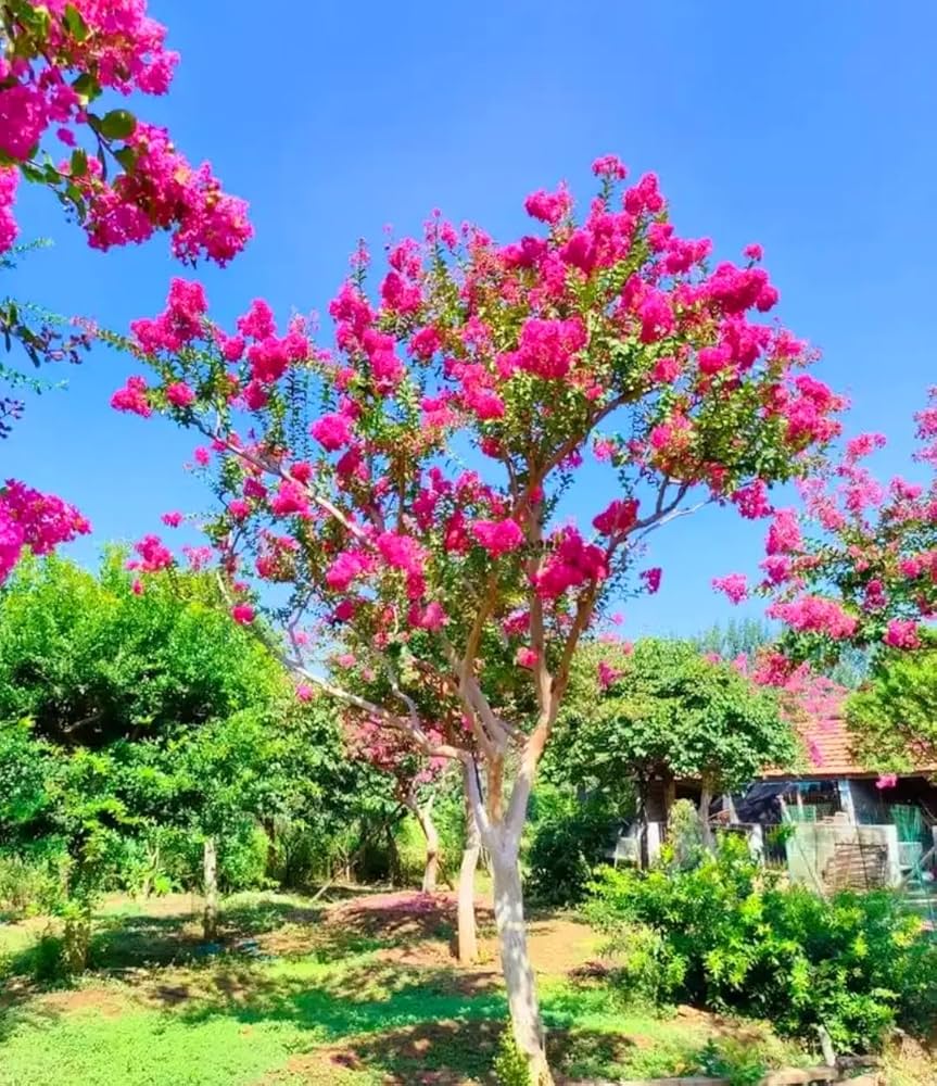 DARK PINK CREPE Lagerstroemia Cespuglio Albero Fiore Seeds for Garden Flower Planting