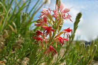 Red Gaura Flower seeds for Planting - Wildflower Mix, Heirloom & GMO Free Seeds for Home Garden