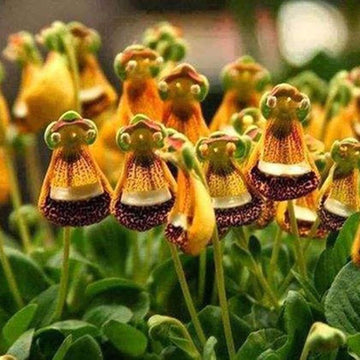 Calceolaria Uniflora Flower Seeds for Planting  Unique and Vibrant Blooms