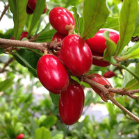 Dulcificum Fruit Seeds for Planting - Grow Miracle Fruit at Home