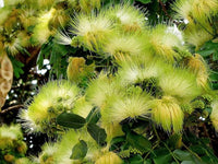 Green Albizia Flower Seeds for Planting Cut Flower Favorite Heirloom & GMO Free Seeds for Home Garden
 
 Sale