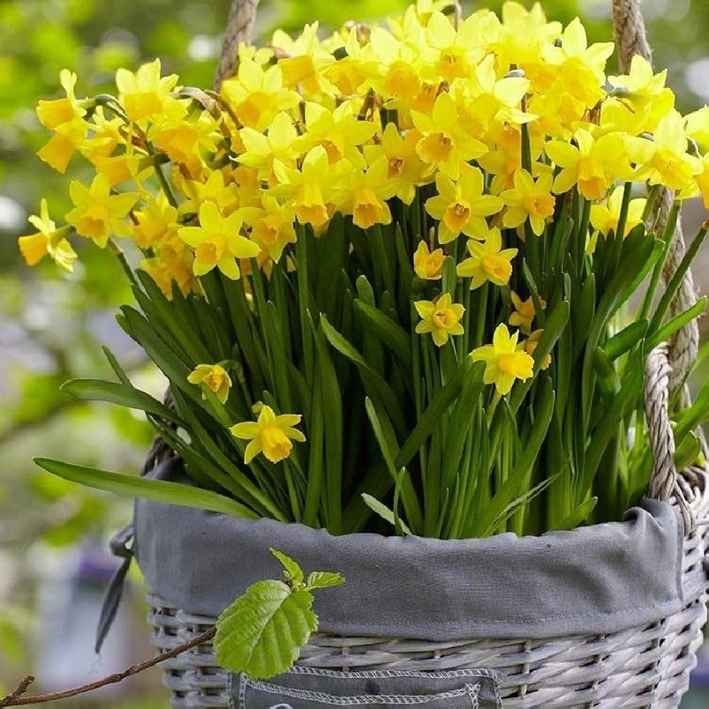 Univalve Daffodil Flower Seeds for Stunning Yellow Blooms