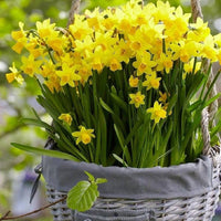 Univalve Daffodil Flower Seeds for Stunning Yellow Blooms