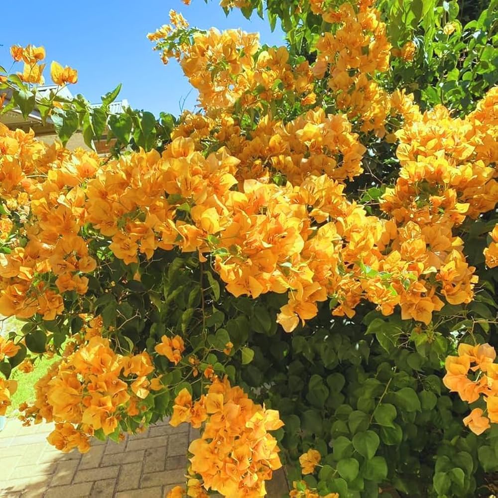 Bougainvillea Yellow Flower seeds for Planting - Cut Flower Favorite, Heirloom & GMO Free Seeds for Home Garden