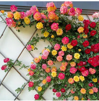 Mixed Colour Rose Tree Flower Seeds for Planting Colorful Display Heirloom & GMO Free Seeds for Home Garden
 
 Sale
