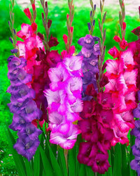 Gladiolus Flower seeds for Planting Cut Flower Favorite Heirloom & GMO Free Seeds for Home Garden
