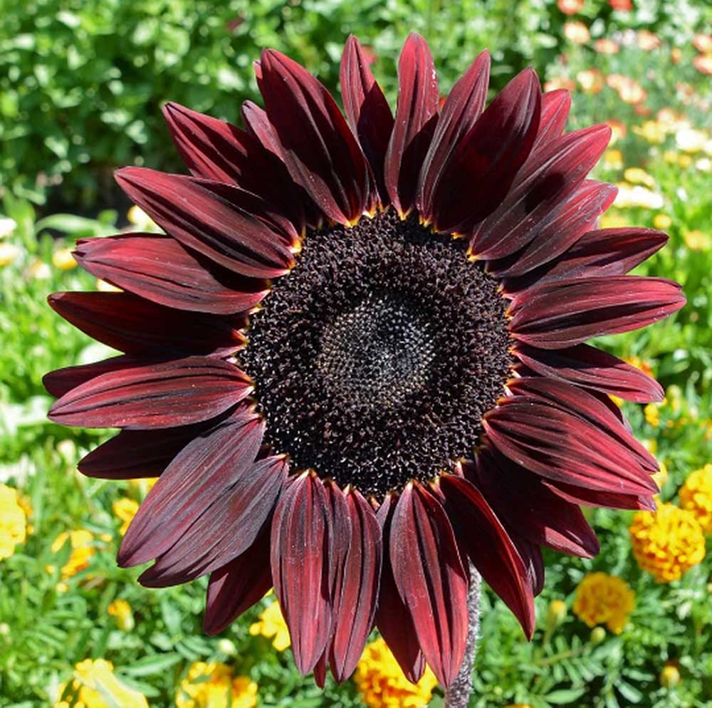 Chocolate Cherry Sunflower Helianthus annuus Flower Seeds for Planting in Garden