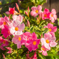 Sanderi Flower Planting Seeds Pink White