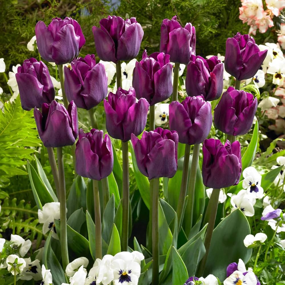 Deep Purple Tulip Flower seeds for Planting Bright Blooms Heirloom & GMO Free Seeds for Home Garden