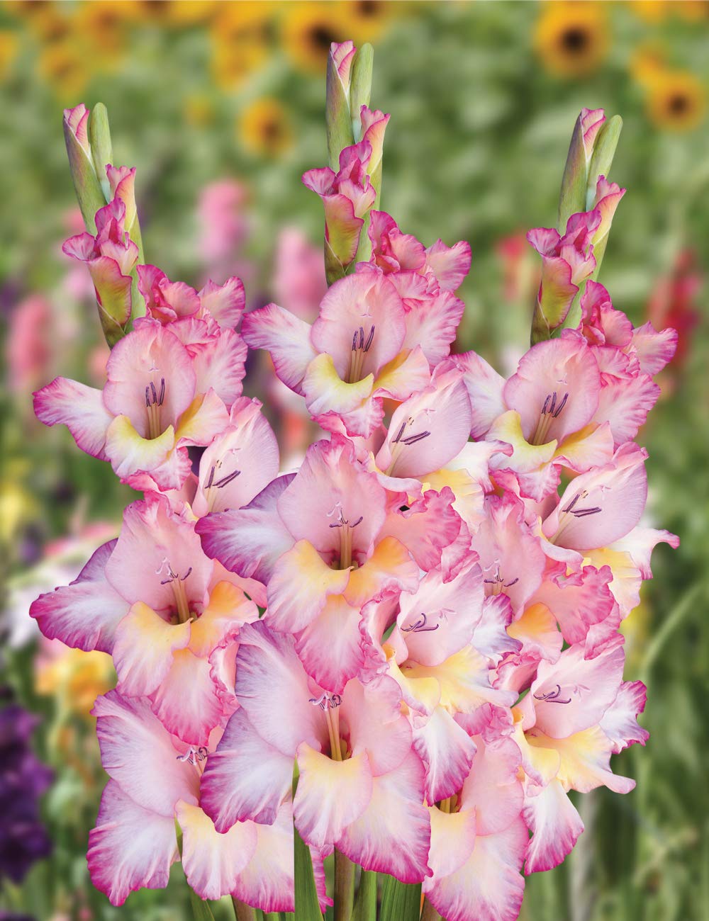 White Pink Perennial Gladiolus Flower seeds for Planting - Low Maintenance, Heirloom & GMO Free Seeds for Home Garden