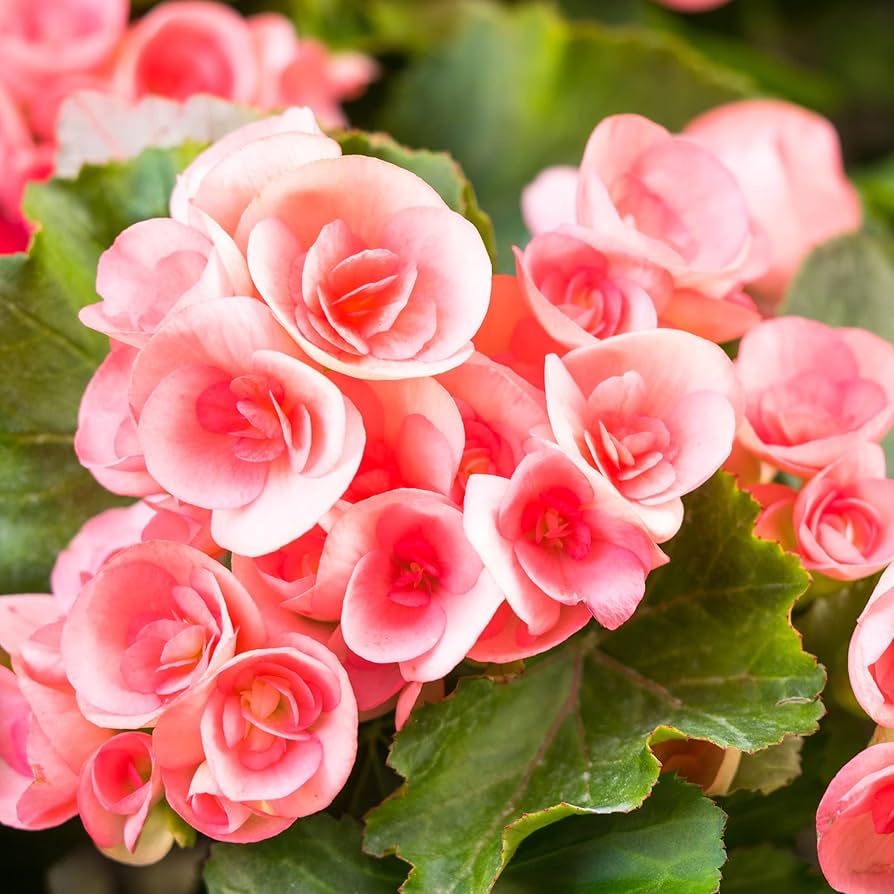 Begonienblumensamen Begonia spp Flower Seeds for Planting in Garden and Container