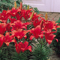 Lilium Pumilum Red Lily Seeds for Planting Balcony Garden Containers