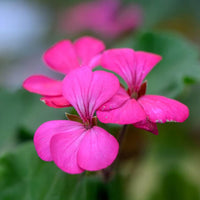 Purple Tornado Geranium Flower seeds for Planting - Garden Favorite, Heirloom & GMO Free Seeds for Home Garden