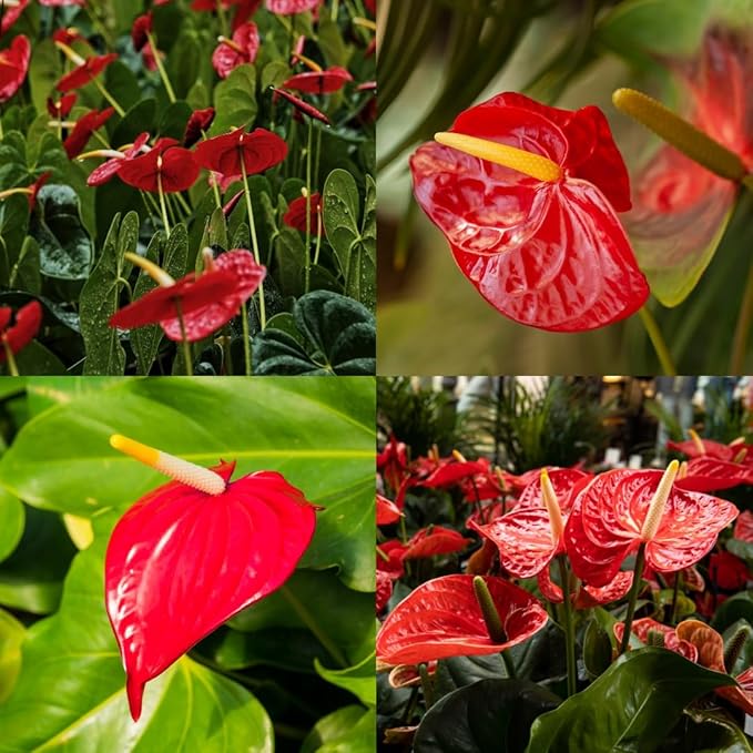 White Red Anthurium Flower seeds for Planting Wildflower Mix Heirloom & GMO Free Seeds for Home Garden