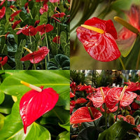 White Red Anthurium Flower seeds for Planting Wildflower Mix Heirloom & GMO Free Seeds for Home Garden