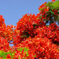Heirloom Gulmohar Flower seeds for Planting Perfect for Borders Heirloom & GMO Free Seeds for Home Garden