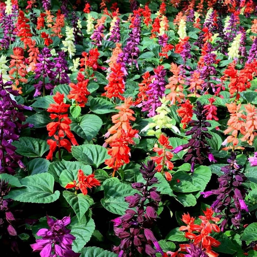 Salvia Flower seeds for Planting Seasonal Bloomer Heirloom & GMO Free Seeds for Home Garden