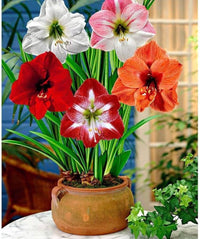Mixed Colour Amaryllis Barbados Flower Seeds for Planting Compact Growth Heirloom & GMO Free Seeds for Home Garden
 
 Sale