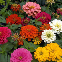 MultiColor Zinnia Flower seeds for Planting Easy to Grow Heirloom & GMO Free Seeds for Home Garden