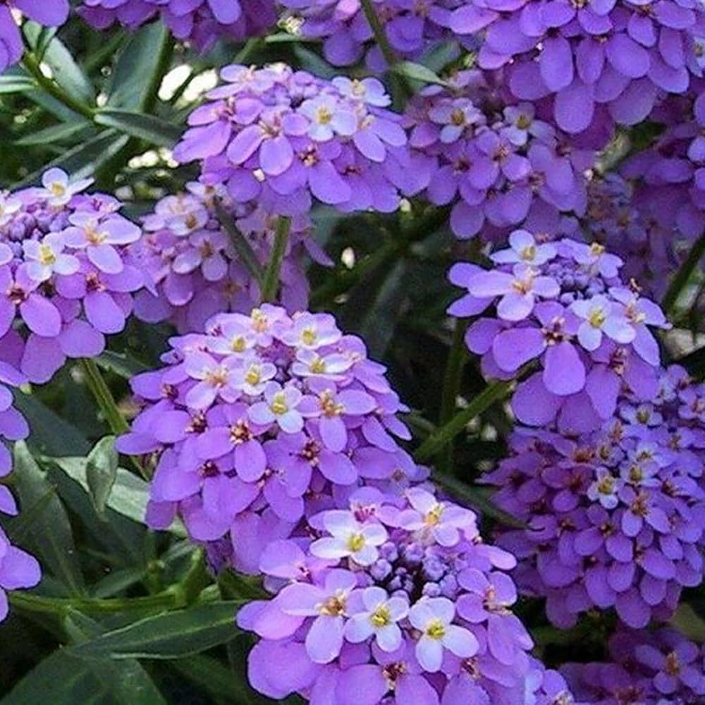 Violet Iberis Amara Flower Seeds for Easy Planting