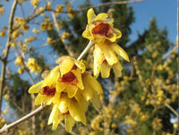 Chimonanthus Praecox Flower Planting Seeds for Your Garden