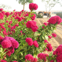 Brain Celosia Celosia cristata Dark Pink Seeds for Planting tropical garden flower bed