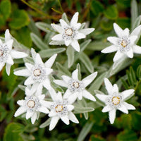 Heirloom Leontopodium Alpinum Flower seeds for Planting Long Bloom Season Heirloom & GMO Free Seeds for Home Garden