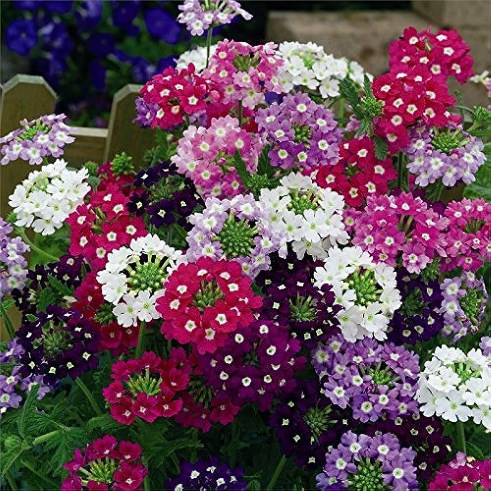 Vervain Flower seeds for Planting - Cut Flower Favorite, Heirloom & GMO Free Seeds for Home Garden
 
 Sale seeds for planting in home garden