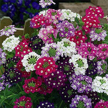 Vervain Flower seeds for Planting - Cut Flower Favorite, Heirloom & GMO Free Seeds for Home Garden
 
 Sale seeds for planting in home garden