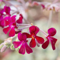Pelargonium Sidoides Flower Planting Seeds  Ideal for Stunning Gardens
