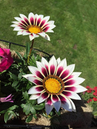 Gazania Giant Flower Seeds - Perfect for Easy Planting