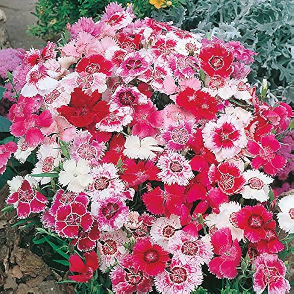 Mixed Dianthus Sonata Flower seeds for Planting - Fragrant Blossoms, Heirloom & GMO Free Seeds for Home Garden