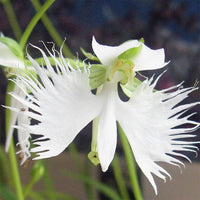 White Radiata Flower seeds for Planting Pollinator Friendly Heirloom & GMO Free Seeds for Home Garden
 
 Sale