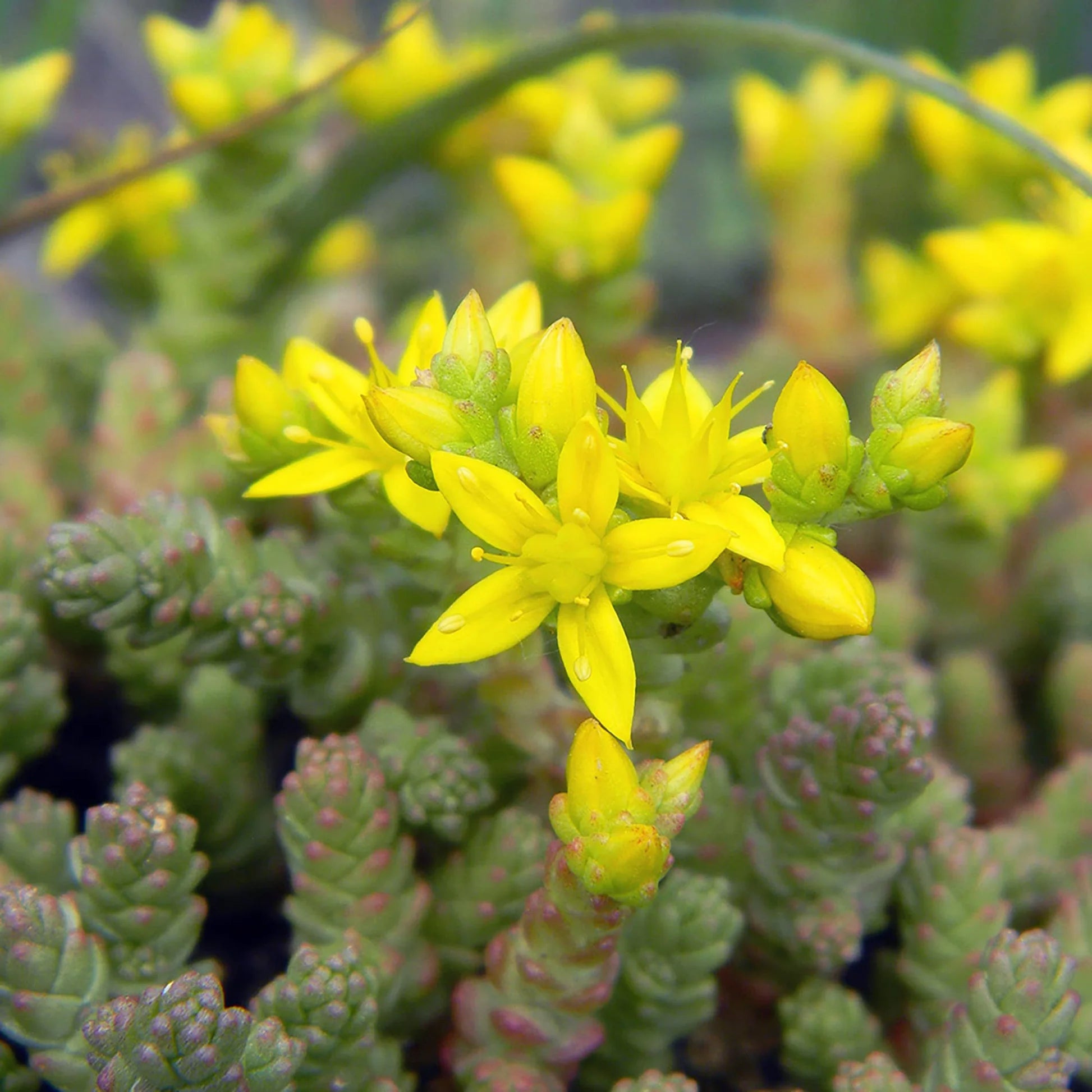 Yellow Sedum Flower seeds for Planting - Fragrant Blossoms, Heirloom & GMO Free Seeds for Home Garden